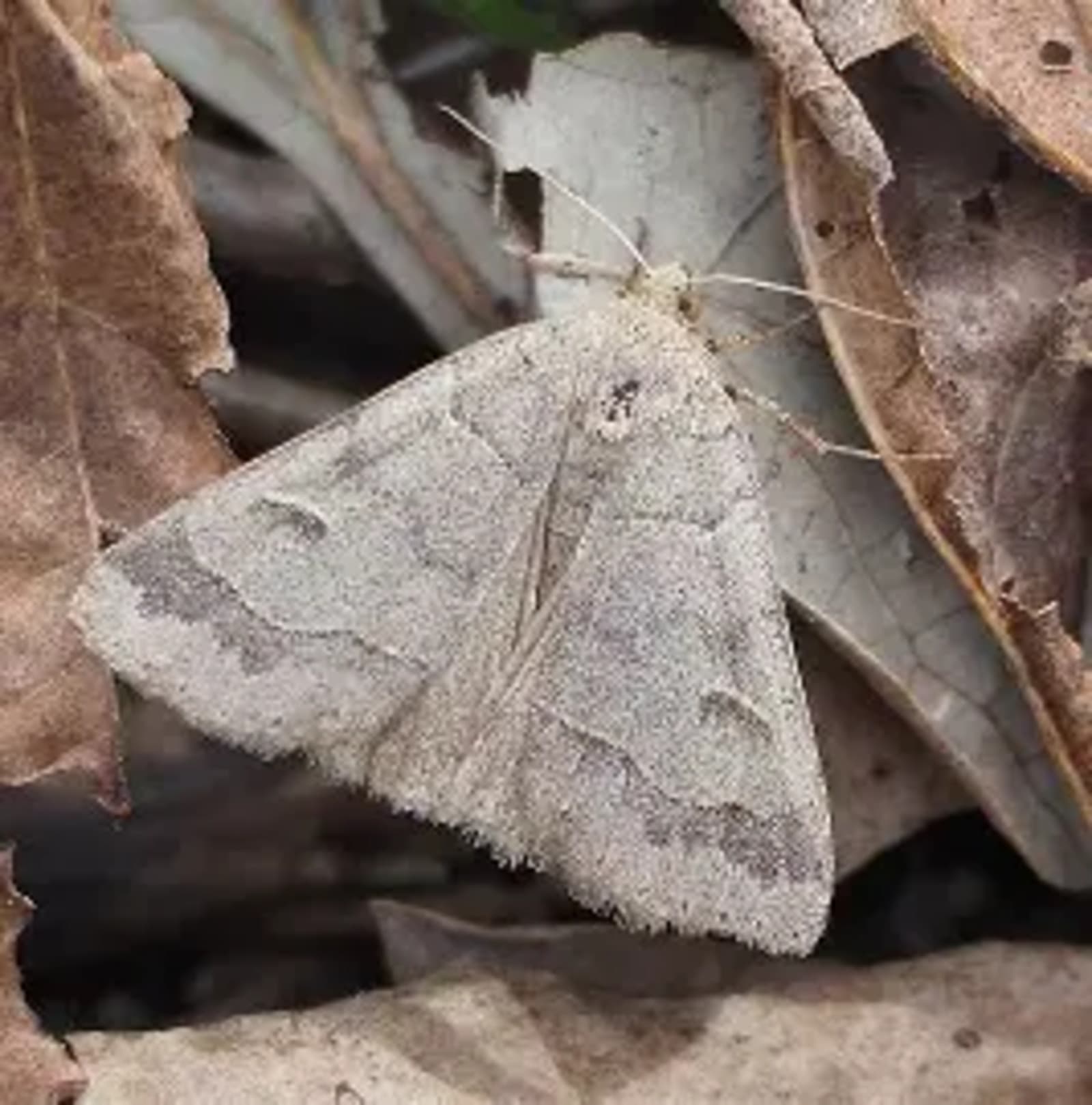 A moth resting on dead leaves, found in the overnight trap