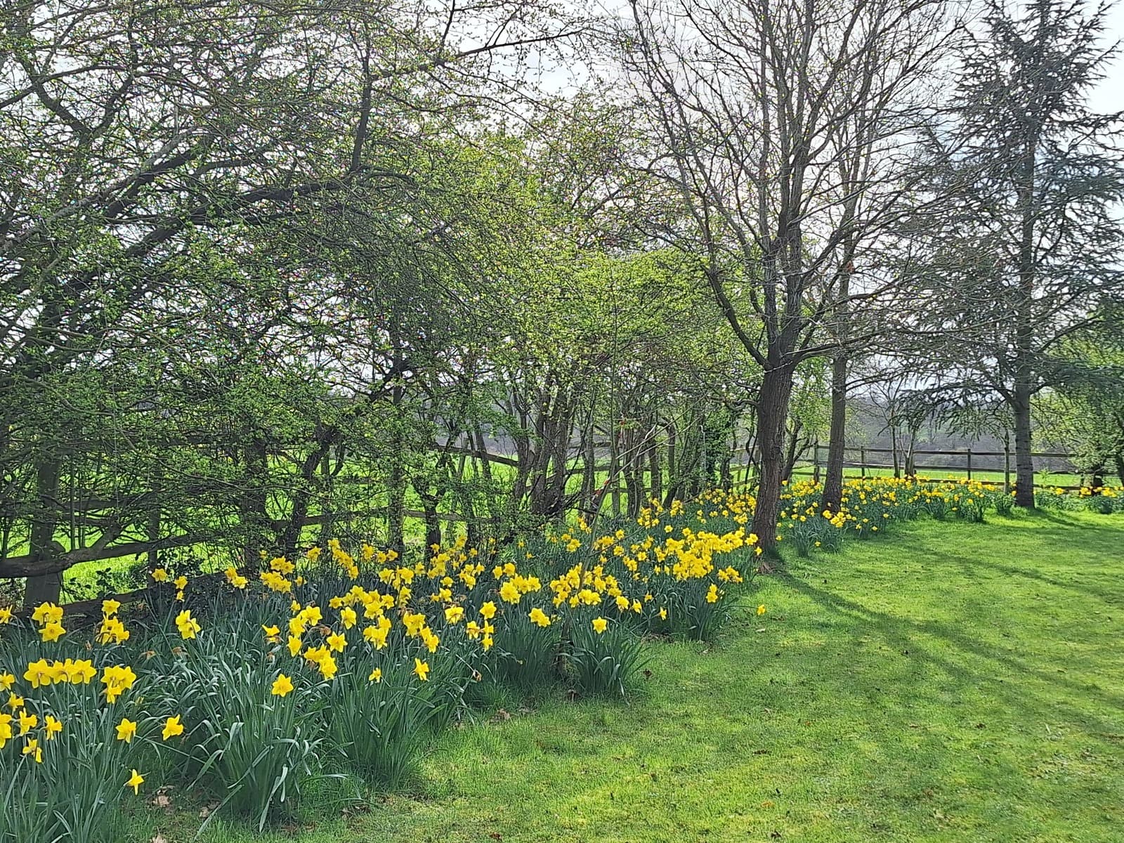 A bank of daffodils flowering along the tree line in St James churchyard in spring