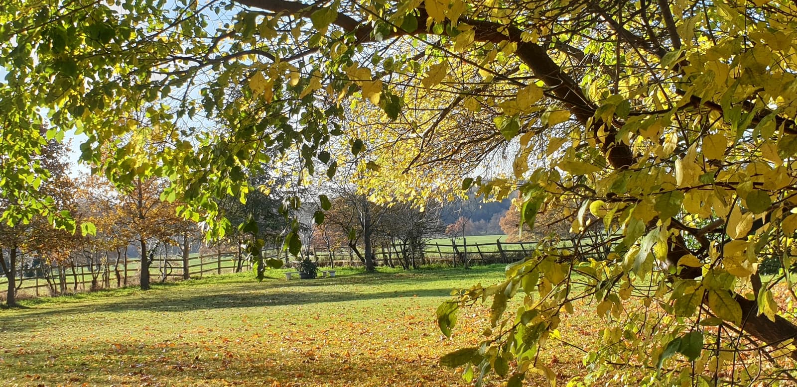 Golden autumn light through the trees across the parkland behind St James churchyard