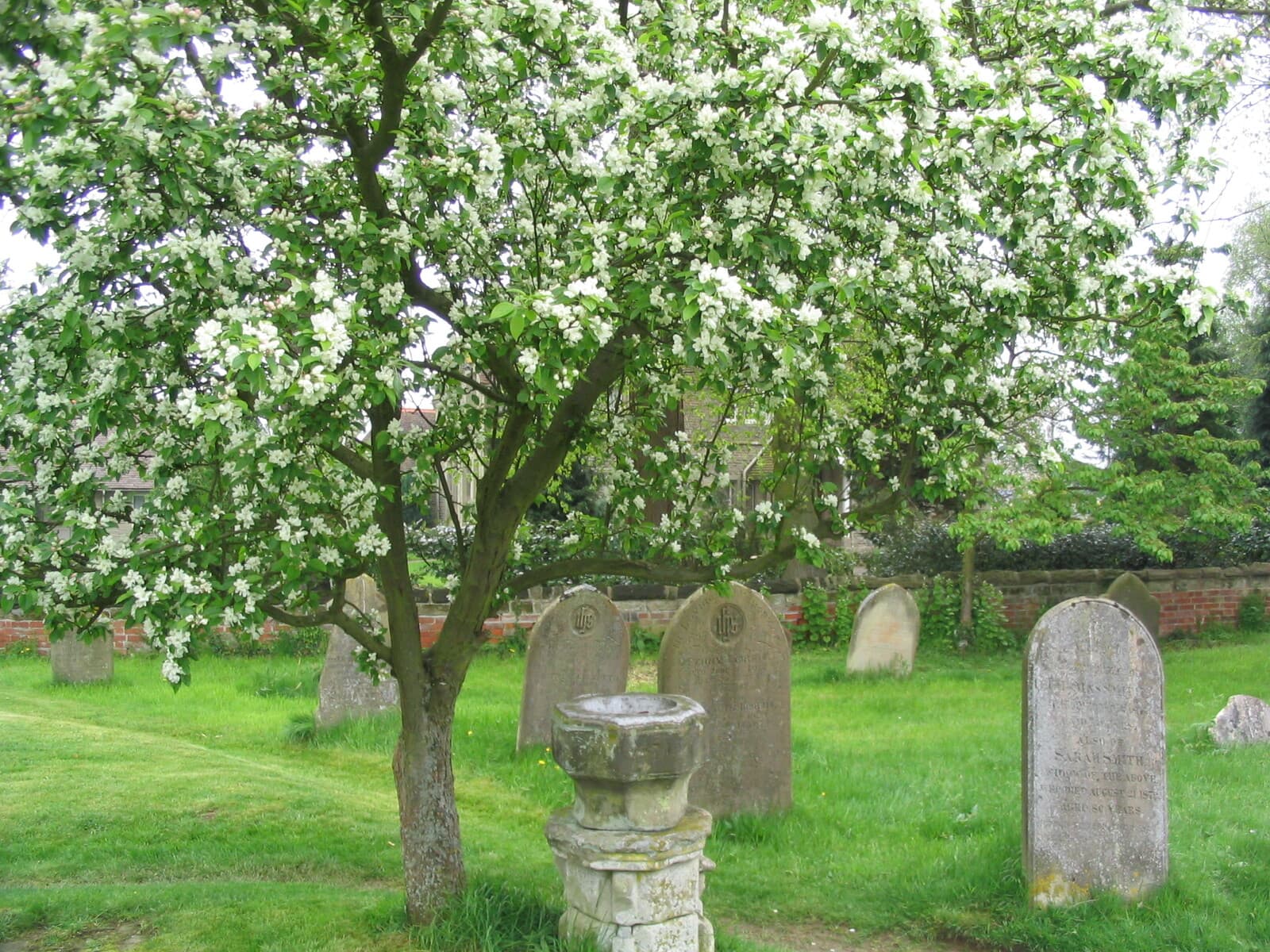 A tree in full spring blossom over the gravestones in the churchyard