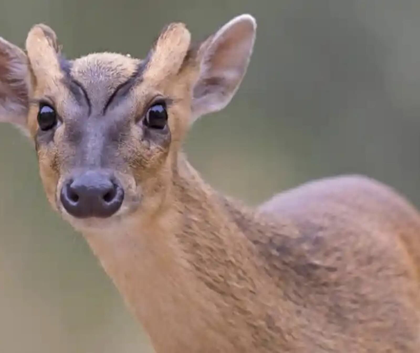 A muntjac deer in the long grass, looking towards the camera