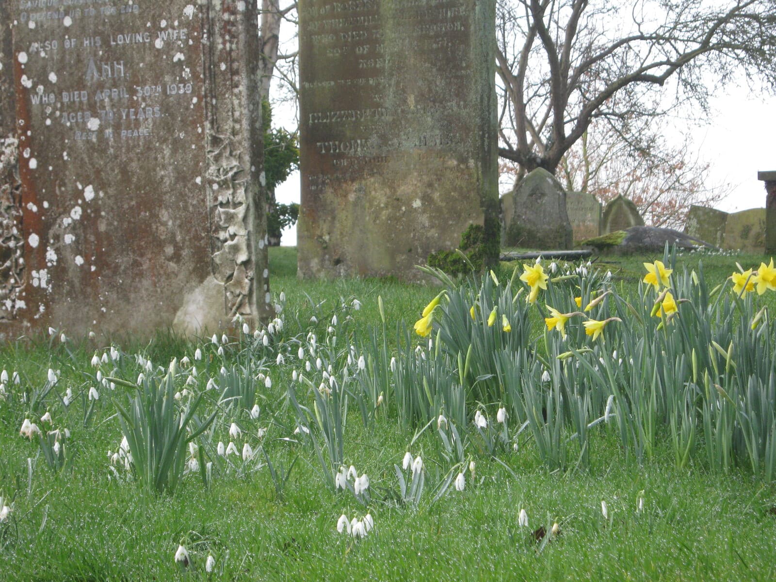 Snowdrops and daffodils flowering among the old gravestones in spring
